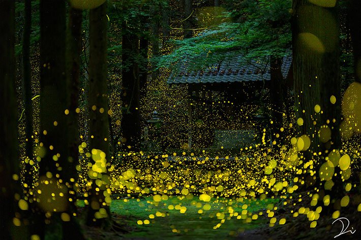 🏞️ 사계절의 숲 공원(시키노모리 코엔) 이미지 6